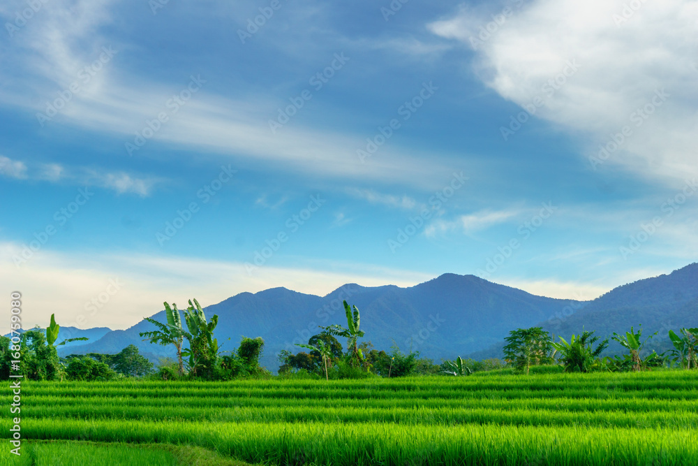 Naklejka premium Scenic Aerial View of Paddy Fields with Mountain Horizon in Morning Light