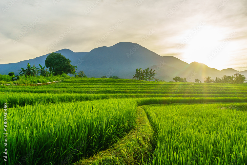 Fototapeta premium Scenic Aerial View of Paddy Fields with Mountain Horizon in Morning Light
