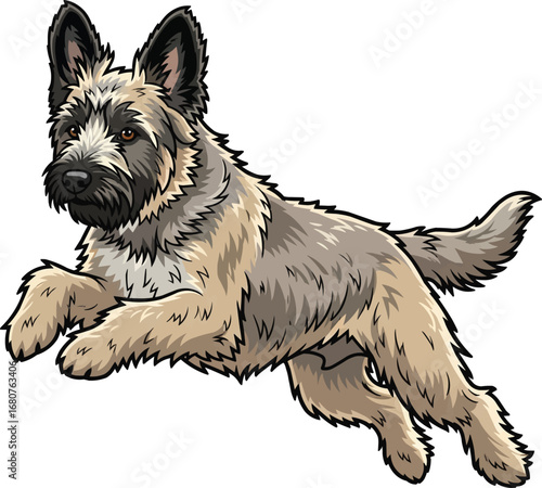 Berger Picard dog jumping leaping agility vector illustration