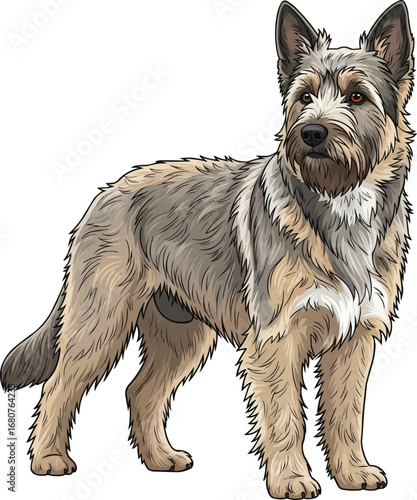 Berger Picard dog standing cute curious vector illustration