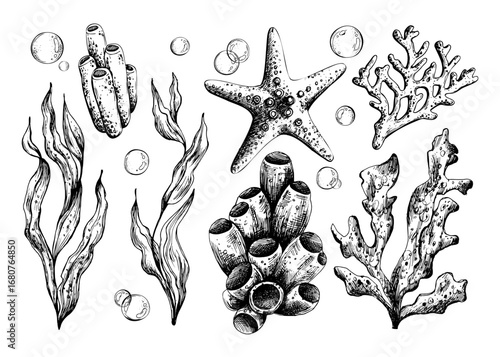 Hand drawn line art illustration of starfish, corals, shells and seaweed. Black ink marine collection with bubbles, perfect for clipart, underwater design, coastal artworks and nautical decor.