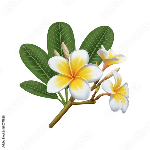 Vector Illustration of White and Yellow Frangipani Plumeria Flowers with Green Leaves Isolated on White Background