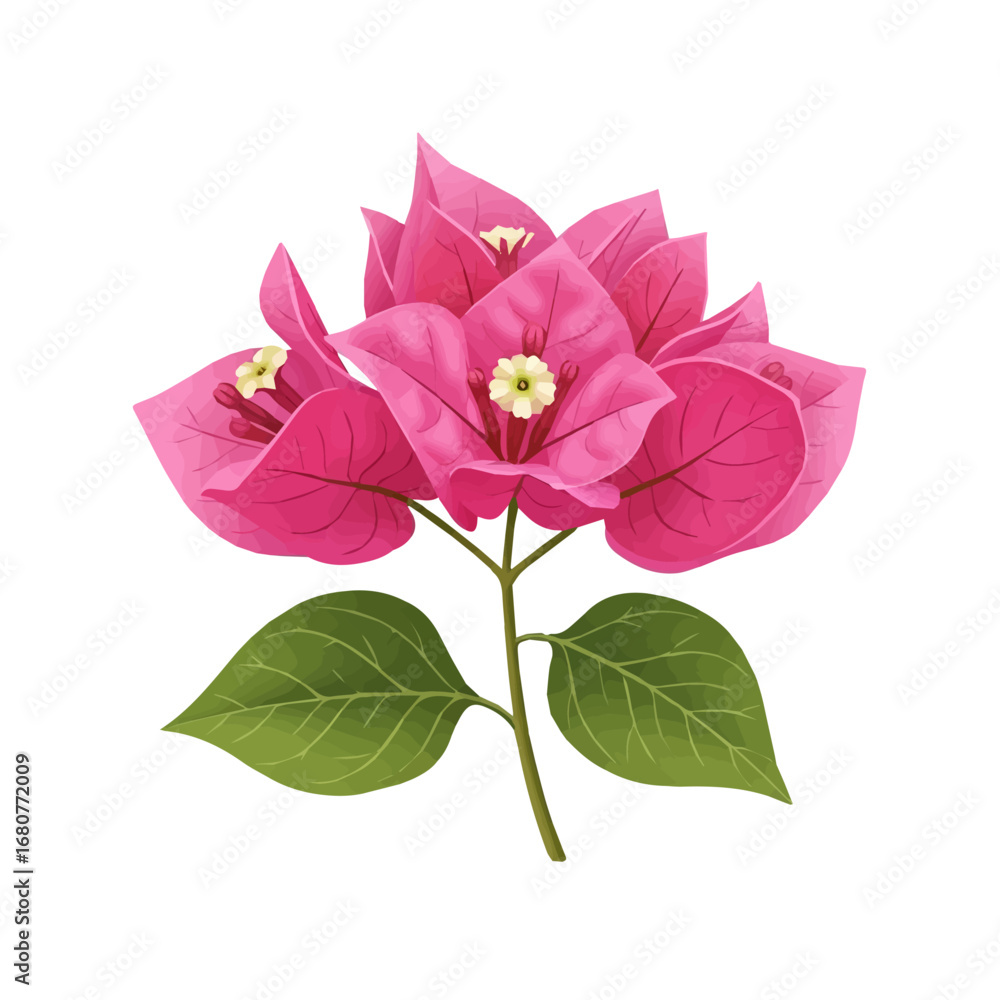 Obraz premium Realistic Illustration of Pink Bougainvillea Flowers with Green Leaves Isolated on White Background