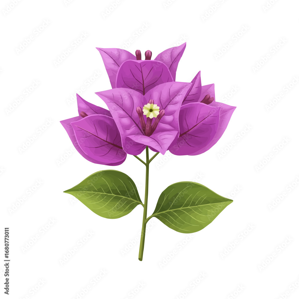 Obraz premium Realistic Illustration of Purple Bougainvillea Flowers with Green Leaves Isolated on White Background