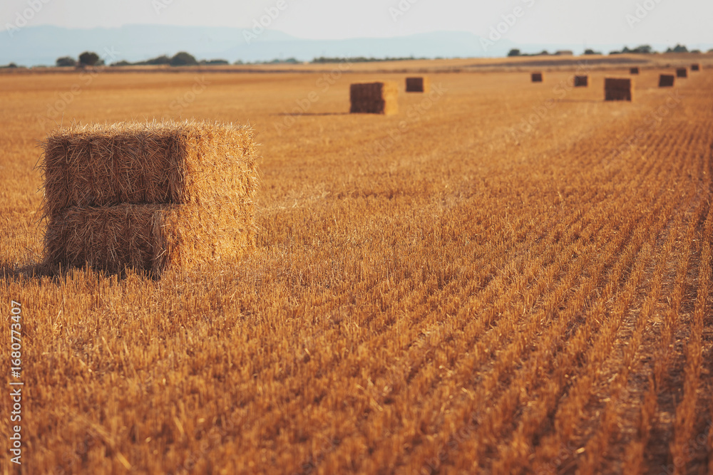 Fototapeta premium Golden hay bales dot the countryside field under a warm afternoon sun in late summer, capturing the beauty of rural life and the harvest season