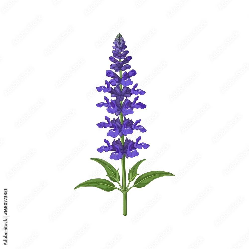 Fototapeta premium Vector Illustration of Lavender Flower Spike with Green Leaves in Realistic Style Isolated on White