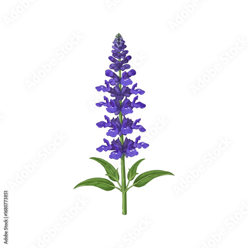 Vector Illustration of Lavender Flower Spike with Green Leaves in Realistic Style Isolated on White