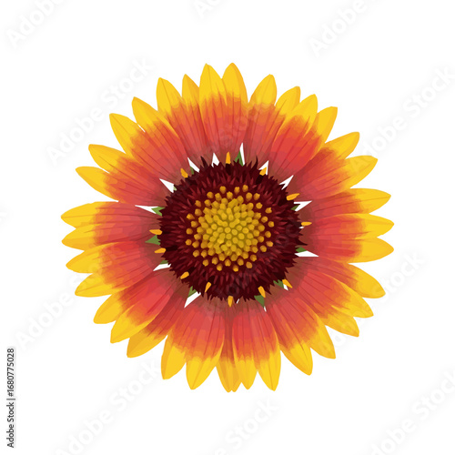 Vector Illustration of Gaillardia Blanket Flower with Yellow and Orange Petals Isolated on White