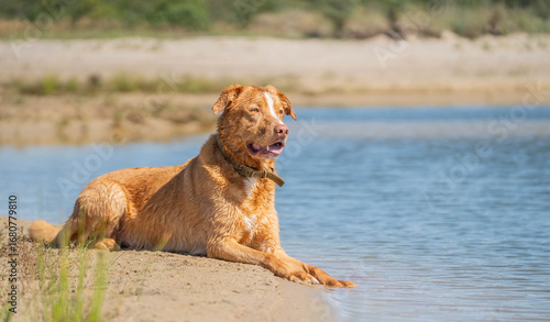 Red mix breed dog portrait at the water