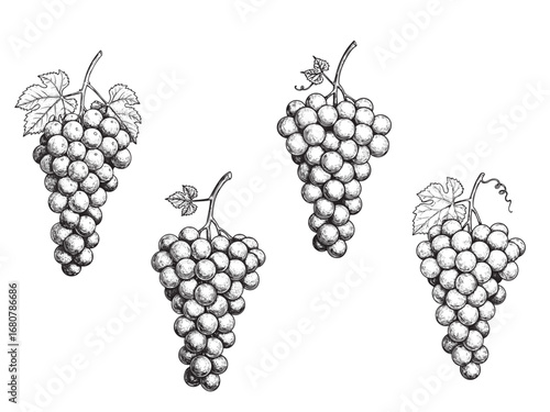 Vintage engraving illustration of grape cluster with leaves and curling vine