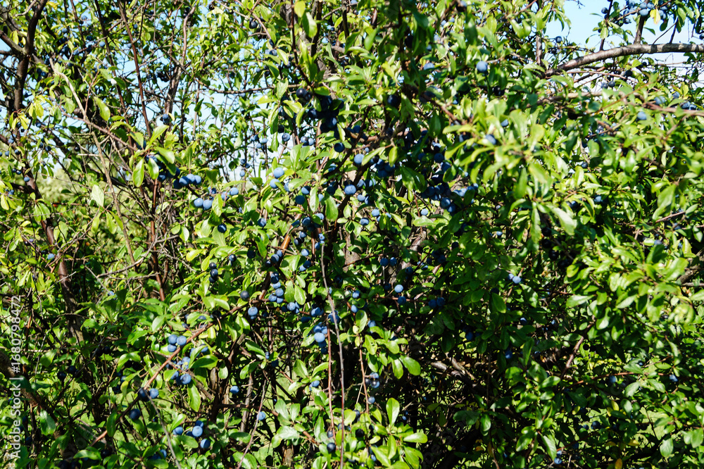 Fototapeta premium Schlehen Prunus spinosa im Alten Land bei Hamburg