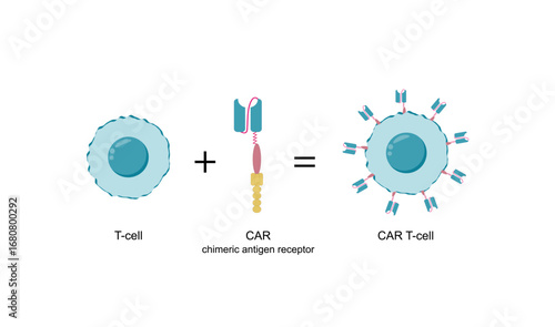 T-cell and Chimeric antigen receptor T cell ,CAR T cell, for use in immunotherapy. Vector illustration.