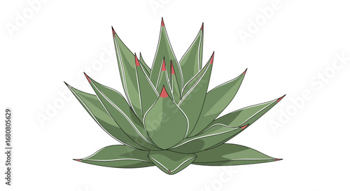 Botanical drawing of a stylized agave plant with striking red tips