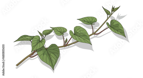 Botanical Illustration of a Sweet Potato Vine with Green Leaves and Stem