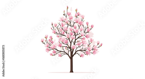 Charming Magnolia Blossom Tree Against White Backdrop in Spring season