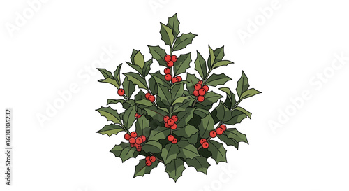 Detailed botanical drawing of a vibrant holly bush with bright red berries