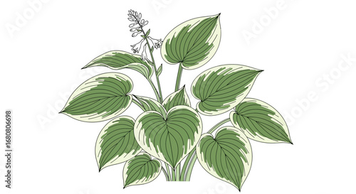 Elegant Hosta plant illustration with white flowers against white backdrop