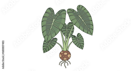 Illustration of a striking Elephant Ear Plant with bulbous roots, isolated