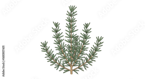 Illustration of Rosemary plant in a stylized design over white background