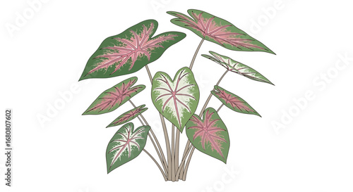 Illustration of Caladium plant with vibrant leaves and stylized design