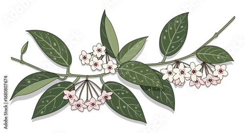 Illustration showcasing a delicate Hoya carnosa plant branch with blossoms