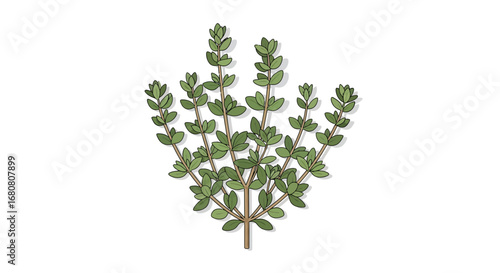 Isolated Thyme Herb Illustration on White Background with Artistic Style