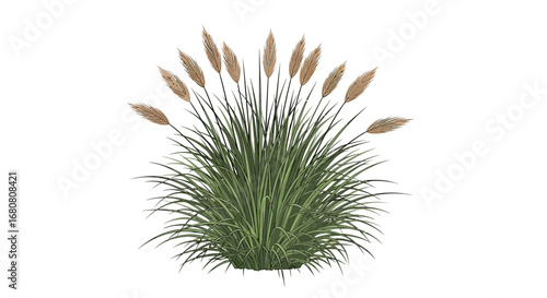 Ornamental grass clump with feathery seed heads isolated against a plain background