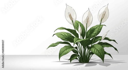 Peace lily elegance, botanical serenity in a minimalist illustrated style