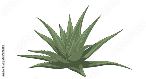Stylized aloe vera plant illustration on a clean white background