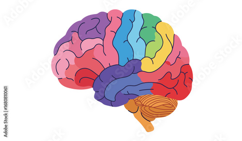 Colorful stylized anatomical illustration of the human brain divided into distinct lobes and regions with vibrant contrasting colors on a white background