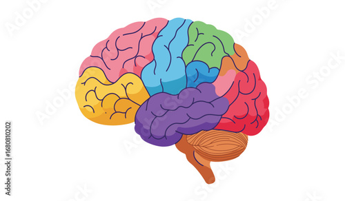 Colorful illustration of the human brain with different lobes clearly segmented and color coded against a clean white background representing cognitive functions