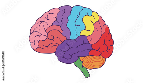 Colorful diagram of the human brain showing different lobes and regions in distinct vibrant colors on a white background illustrating neuroscience and medical concepts