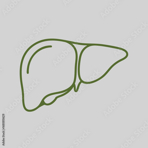 Stylized illustration of a liver highlighting its anatomical features on a light background for educational use