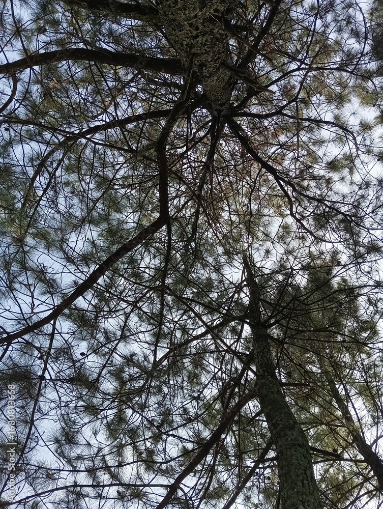Obraz premium trees and sky