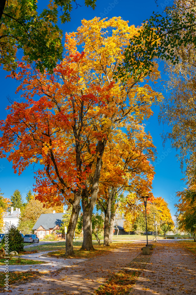 Naklejka premium Vibrant autumn trees showcasing brilliant orange and yellow foliage alongside a path and distant buildings under a clear blue sky