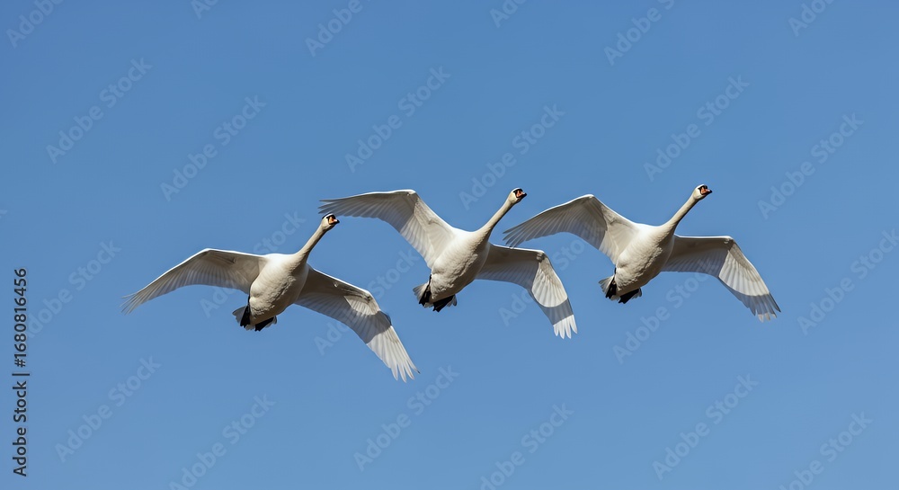 Obraz premium Three White Swans Flying in Clear Blue Sky During Daytime