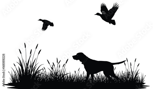 Silhouette of a hunting dog intently watching two ducks flying in the sky above tall reeds and marsh grass during a crisp autumn day