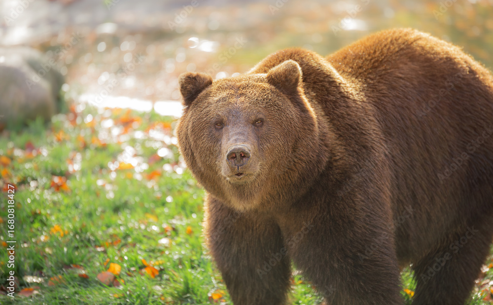 Fototapeta premium Close-up of a brown bear against green grass. A symbol of strength and wildlife, capturing the harmony of the animal world and its natural habitat.