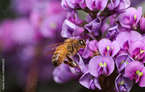 bee collecting pollen and nectar from Hardenbergia flower