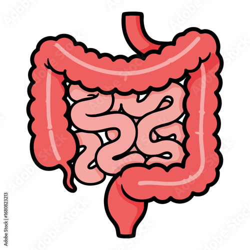 Illustration of Large and Small Intestine