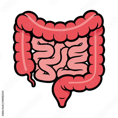 Illustration of Large and Small Intestine