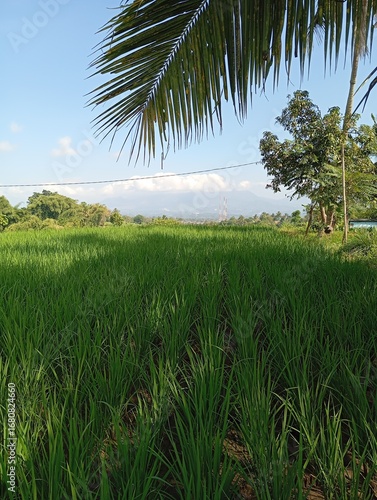 Obraz na plátně Coconut trees on the ricefield