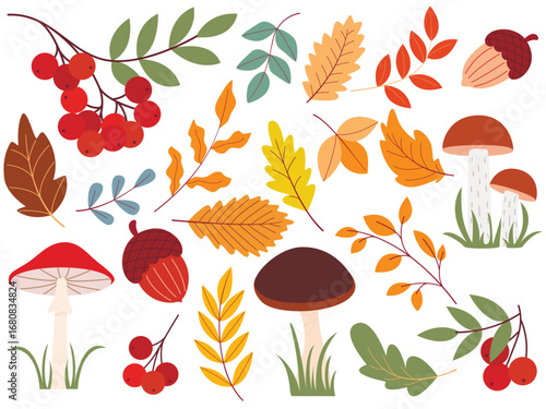 Autumn set of natural forest elements. Mushrooms, rowan berries, acorns, tree branches and leaves clip art collection. Fall season illustrations isolated on white background, vector graphic