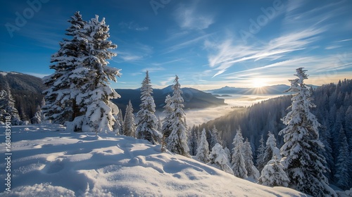 Wallpaper Mural Majestic snow covered evergreen trees stand tall on a ridge overlooking a valley filled with mist and bathed in the warm glow of a rising sun Torontodigital.ca