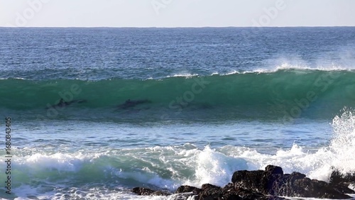 dolphins surfing the waves