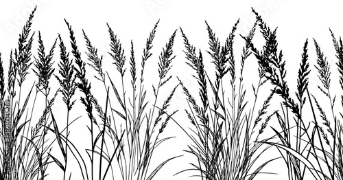 Meadow grasses on seamless horizontal border, black and white sketch. Vector illustration. Silhouette pattern of sedge is isolated onwhite background. For postcards, invitations, textiles and banners