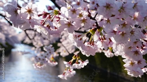 Blossoming Cherry Flowers Adorning the Banks of Famous Urban Waterway During Peak Bloom Season