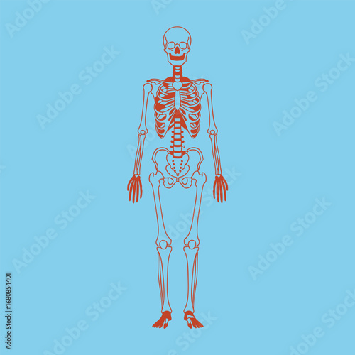 Anatomical illustration of a human skeleton against a blue background, showcasing detailed bone structure for educational use