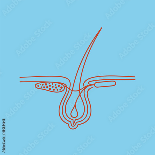 Detailed illustration of hair follicle structure, showcasing anatomy and biological functions on a blue background