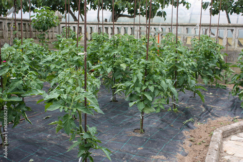 Fotografie Tomato plants tied to stakes with weed control fabric in a home garden